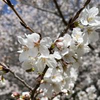 さくら さくら