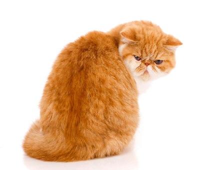 にゃんこ先生 にゃんこ先生
