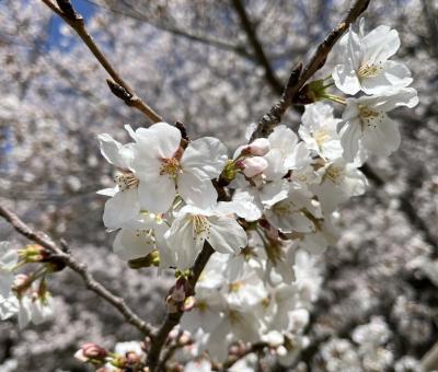 さくら さくら