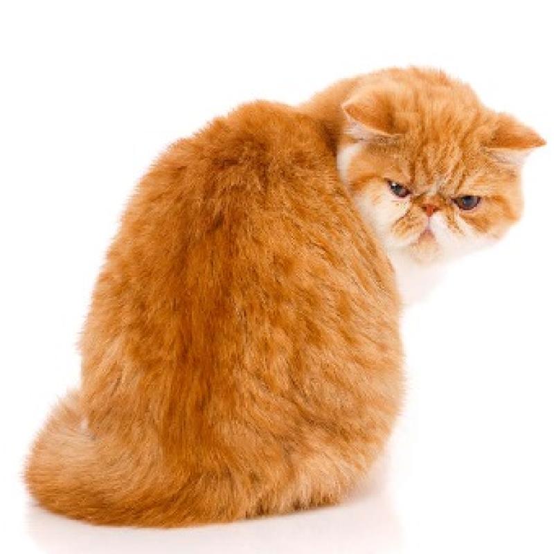 にゃんこ先生